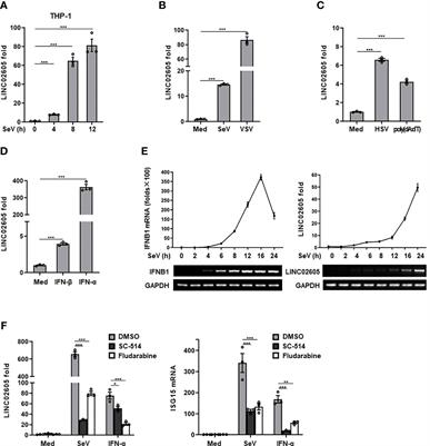 Interferon-Inducible LINC02605 Promotes Antiviral Innate Responses by Strengthening IRF3 Nuclear Translocation